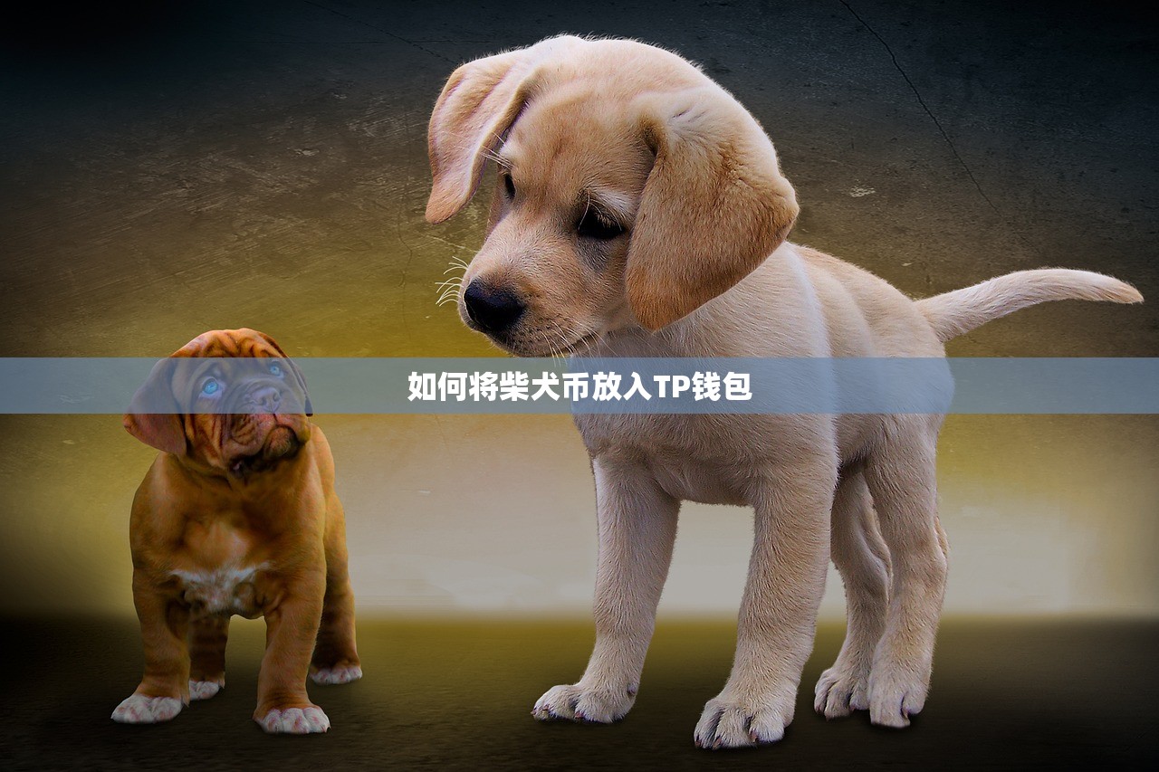 如何将柴犬币放入TP钱包