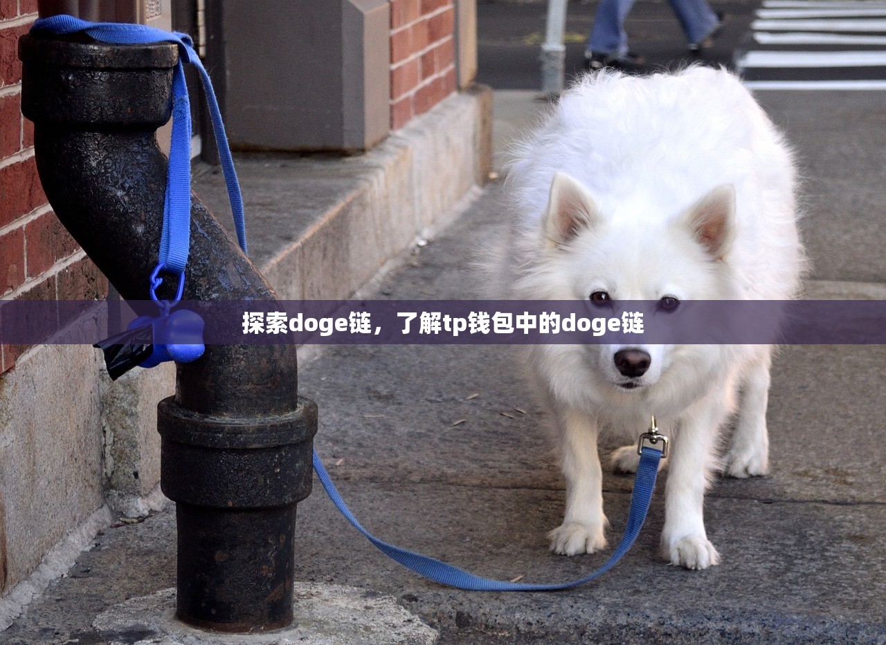 探索doge链，了解tp钱包中的doge链